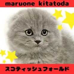 【 スコティッシュフォールド 】シックなカラーの甘えん坊にゃんこが北戸田に登場!