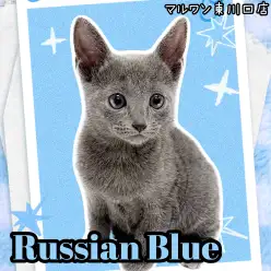【 ロシアンブルー 】可愛いお顔に性格!最強の二刀流ロシアンブルーが登場!