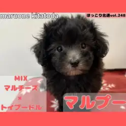 【 ほっこり北通vol.248 】シルバーの煌めく被毛を纏ったマルプーちゃん入店!