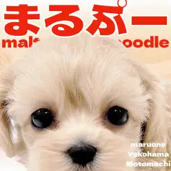 【 MIX 】マルチーズ×トイプードルのテディベアマルプーちゃん登場！