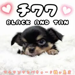 【 チワワ・ロングコート 】小柄な相棒、不動の人気者ブラックタンチワワ