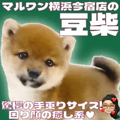 【 豆柴 】生後2ヶ月体重735g！手乗りサイズの赤豆柴の男の子が仲間入り！