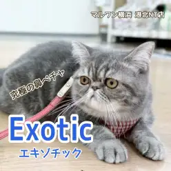 【 エキゾチック 】フレンドリーで穏やかな男の子の生後7ヶ月の今をご紹介！