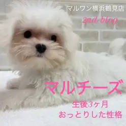【 マルチーズ 】生後3ヶ月小ぶりに成長中！一緒にお出かけしたい方にオススメ！