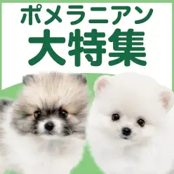 【 ポメラニアン特集 】11/27現在在店中の爆毛ボディの癒し系!最新動画付き!