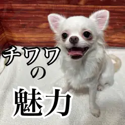 【 チワワ 】初めてでも安心！穏やかでお利口さんなチワワくんの魅力を徹底紹介！