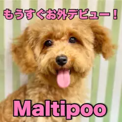 【 マルプー 】明日は3回目のワクチン!お外デビューが楽しみなのよ!