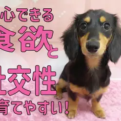 【 ダックス 】安心できる食欲と社交性の持ち主!!育てやすいだっちゃん!