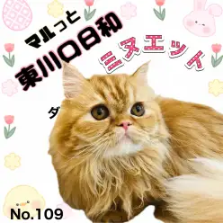 【 マルっと東川口日和No.109 】気品と甘えん坊が同居！8ヶ月のミヌちゃん