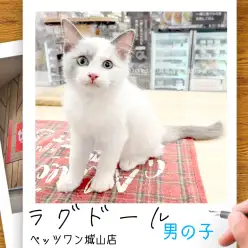 【ラグドール】城山っ子成長報告！2025年11月12日