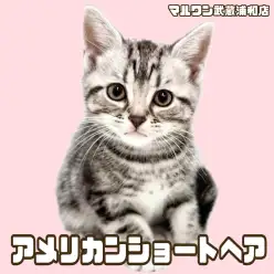 【 アメリカンショートヘア 】シルバータビーの女の子が埼玉浦和に登場!