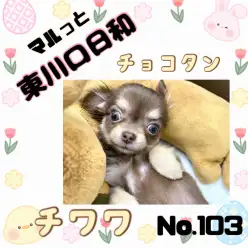 【 マルっと東川口日和No.103 】かくれんぼ遊び！隠れ上手なチワワちゃん！