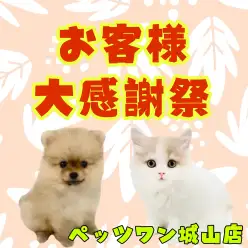 【 お知らせ 】お客様大感謝祭開催中！気になるあの子をチェック！