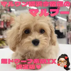 【 マルプー 】超短足のミルクティ系MIX！初心者必見のフレンドリーな女の子！