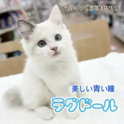 【 ラグドール 】生後4ヶ月の成長記録！体重の変化と歯磨き