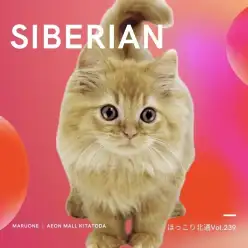 【 ほっこり北通Vol.239 】犬のような性格！ 超抱っこ好きなサイベリアン！