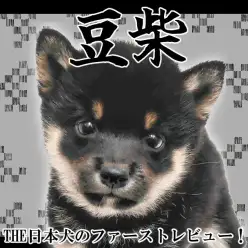 【 豆柴 】小さな体にギュッと詰まった日本の美!黒豆柴の男の子が登場!