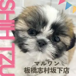 【 シーズー 】東京都板橋区にあるペットショップに女の子のシーズーちゃんが登場!