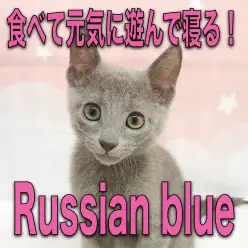 【 ロシアンブルー 】食べて元気に遊んで寝る！ブルー王子の1日を少し覗き見！