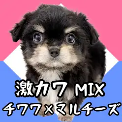 【 MIX犬 】マロ眉がチャーミング！チワワ×マルチーズのチワマル子犬女の子！
