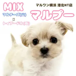 【 MIX 】手のひらサイズの小さな天使、マルプーちゃん登場！