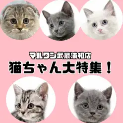 【 子猫情報 】マルワンさいたま武蔵浦和店の子猫を全頭ご紹介！