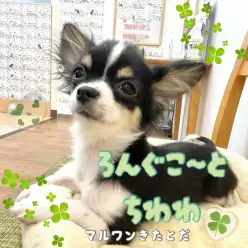 【 チワワ 】数々のトレーニングを難なくこなす超優等生！生後5ヶ月の成長記録！