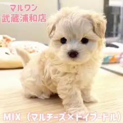 【 マルプー 】マルチーズとトイプードルの大人気MIX！クリームの女の子