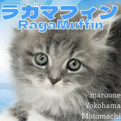 【 ラガマフィン 】圧倒的可愛さベビーフェイスラガちゃん横浜元町店に登場！