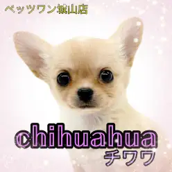 【 チワワ 】小さくても元気いっぱい！天使のようなちーちゃん登場