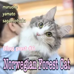 【 ノルウェージャン 】猫とも仲良し!穏やかさ賢さ美しさの成長が止まらない!
