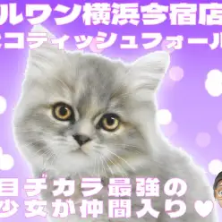 【 スコティッシュフォールド 】ブルー＆クリームのゴージャスボディな女の子！