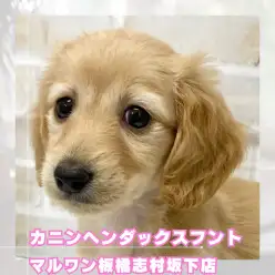 【 ダックス 】最小クラスのカニヘンダックスフントの女の子が志村坂下店に入店!