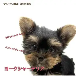 【 ヨーキー 】パパはチャンプ!マズル短め小さめサイズ、可愛さプレミアム級!