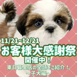 【 お知らせ 】お客様大感謝祭スタート！マルワン東日暮里店全頭ご紹介！子犬編