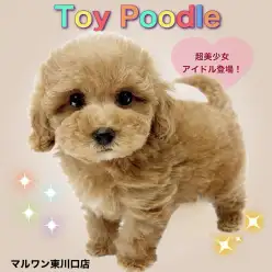 【 トイプードル 】可愛らしさ規格外！一瞬で心奪うアプリコットガール