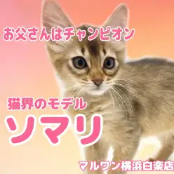 【 ソマリ 】お父さんはZCCチャンピオン！人懐っこい美猫が白楽店に登場！