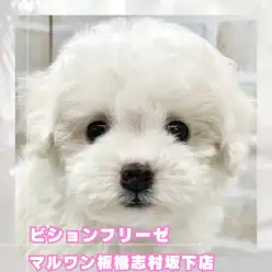 【 ビション 】将来有望なアフロ犬!ビションフリーゼちゃんが志村坂下店に登場!