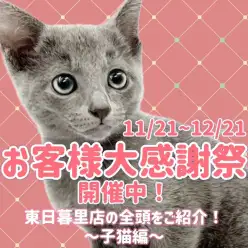 【 お知らせ 】お客様大感謝祭スタート!マルワン東日暮里店全頭ご紹介!子猫編