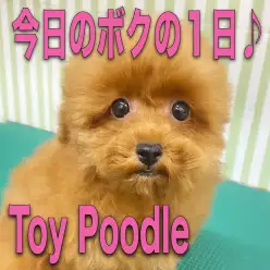 【 トイプードル 】ボクの1日の過ごし方をちょこっと紹介！