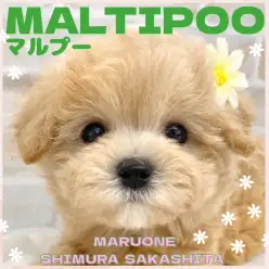 【 ミックス 】優しいオーラ全開のマルプーちゃんがマルワン板橋志村坂下店に登場!