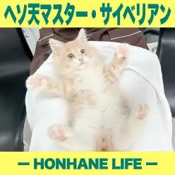 【 サイベリアン 】ヘソ天抱っこマスターの道。秘技「大の字ヘソ天」できちゃうぞ！