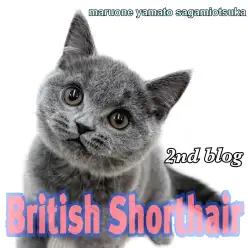 【 ブリティッシュ 】人懐っこく遊び好き！初めてでも安心な温和な猫の成長記録！