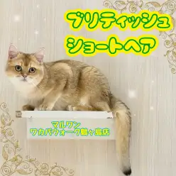 【 ブリティッシュショートヘア 】甘えんぼに成長！珍しいゴールデンブリティッシュ