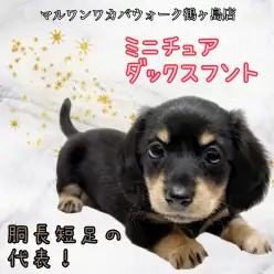 【 ミニチュアダックスフント 】大人気のブラックタン！天真爛漫な女の子