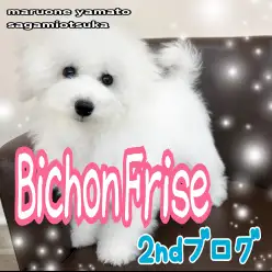 【 ビションフリーゼ 】お外デビューももう間近!アフロ犬を目指す成長の第一歩!