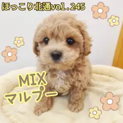 【 ほっこり北通vol.245 】争奪戦必至の大人気激かわマルプーくん入店！