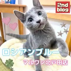 【 ロシアンブルー 】生後4ヶ月半!甘ったれ美男子のその後の成長にご注目!