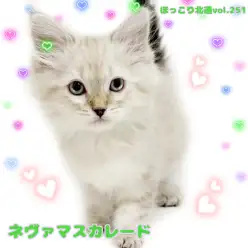 【 ほっこり北通vol.251 】希少で甘えん坊なネヴァマスカレードの女の子!