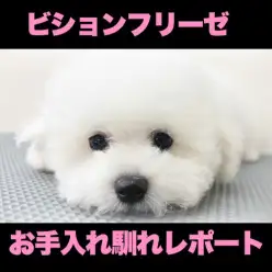 【 ビションフリーゼ 】二度と会えない可愛さとお手入れ馴れを手に入れた天才ビション!